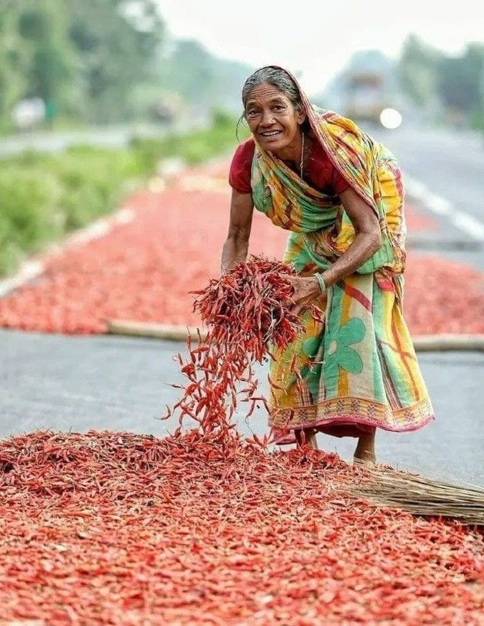 A Bangladeshi grower gathering red chillies dried in the sun
